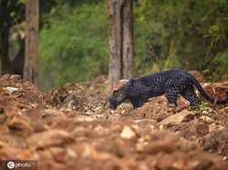 Penampakan Macan Tutul Hitam yang Sangat Langka