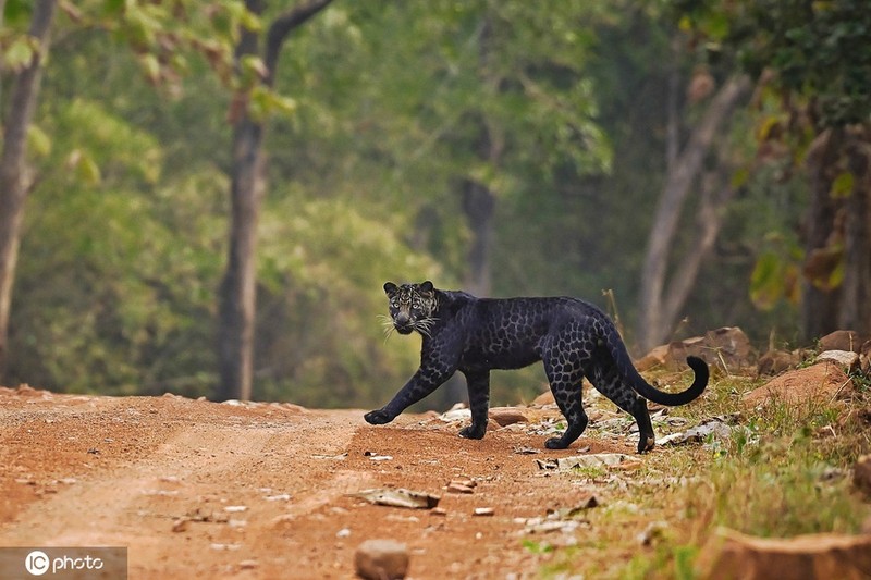 Macan Tutul Hitam Langka