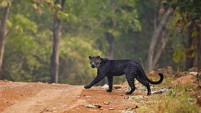 Penampakan Macan Tutul Hitam yang Sangat Langka