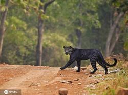Penampakan Macan Tutul Hitam yang Sangat Langka