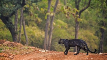 Saya mencari dia selama dua tahun terakhir. Itu adalah momen mimpi yang menjadi kenyataan. Saya sangat bersemangat, tetapi pada saat yang sama saya tahu ini bisa menjadi kesempatan pertama dan terakhir saya untuk menangkapnya, pungkas Anurag. Foto: doc Caters/Anurag Gawande via Sina Mobile