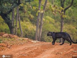 Penampakan Macan Tutul Hitam yang Sangat Langka