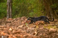 Macan Tutul Hitam Langka