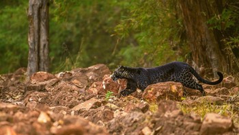 Sang fotografer bernama Anurag Gawande berusia 24 tahun Foto: doc Caters/Anurag Gawande via Sina Mobile