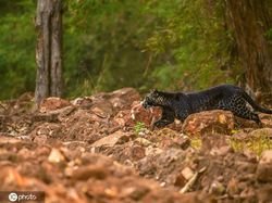 Penampakan Macan Tutul Hitam yang Sangat Langka