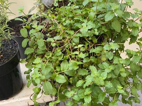 Mau Berkebun Rempah di Rumah? Ini Tips dari Chef Vania