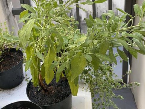 Mau Berkebun Rempah di Rumah? Ini Tips dari Chef Vania