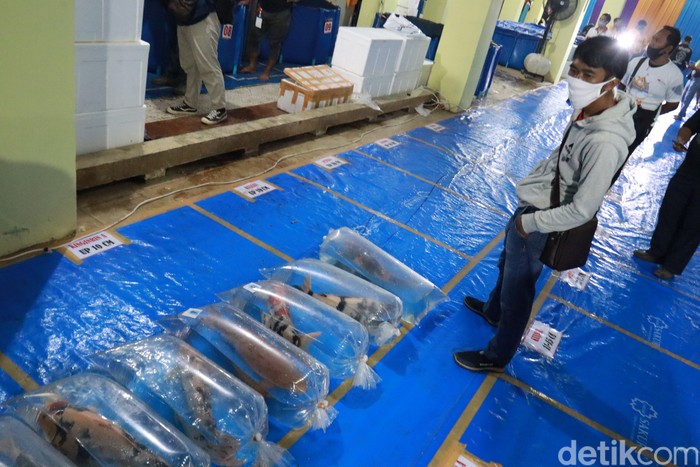 Melihat Kontes Ikan Koi di Bandung Kontes Ikan Koi Wali Kota Bandung Cup 2020 digelar. Pelaksaannya dilakukan di Sentra Ikan Hias Gedebage yang dulunya terkenal seram.