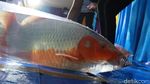 Semaraknya Kontes Ikan Koi di Bandung