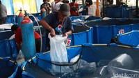 Kepala Pasar Ikan Hias Gedebage Mahfud Solaeman mengatakan, kontes ikan koi itu dilakukan untuk meramaikan Sentra Ikan Hias Gedebage yang dijadikan sebagai pasar ikan hias terbesar di Kota Bandung. 