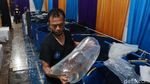 Semaraknya Kontes Ikan Koi di Bandung