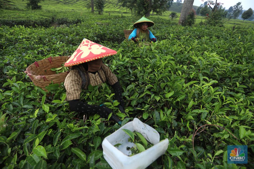 Perkebunan teh di Kawasan Pasir Jambu, Bandung, Jawa Barat Hari yang cerah para petani mulai bekerja memetik daun teh di kawasan Pasir Jambu, Bandung, Jawa Barat. Teh merupakan satu dari 15 komoditas utama dan unggulan perkebunan Indonesia.Jawa Barat merupakan produsen teh terbesar di Indonesia. Sekitar 70% produksi teh nasional berasal dari provinsi ini.Jawa Barat menjadi lokasi pengembangan perkebunan teh karena daerahnya yang subur, udaranya sejuk, dan topografinya yang bergunung-gunung yang sangat cocok untuk tanaman teh.Kebun teh dikawasan ini tak hanya dikelola badan usahan namun terdapat juga kebun teh rakyat. Kebun teh rakyat merupakan budidaya yang diusahakan secara mandiri oleh masyarakat tanpa berbentuk badan usaha. Setiap pagi para petani sudah sibuk beraktivitas untuk memetik dan dikumpulkan di wadah yang dipikul sambil menggunting daun-daun teh terbaik di perkebunan tersebut.Menurut mereka dalam sehari mereka dapat memetik sebanyak 1 kwintal dari perkebunan teh rakyat ini dan dibawa ke pabrik untuk diolahDisela sela aktivitas memetiknya, para petani tersebut berkumpul untuk beristirahat diselingi canda gurau untuk menghilangkan letihnya.Produksi teh dalam negeri beberapa tahun terakhir cenderung melandai karena penyusutan areal perkebunan. Data Badan Pusat Statistik (BPS) menunjukkan, produksi daun teh kering dalam negeri bergerak fluktuatif dalam 5 tahun terakhir. Produksi tertinggi daun teh kering sebanyak 154.369 ton yang terjadi pada 2014.Dalam kurun 18 tahun terakhir, jumlah ekspor teh berkurang lebih dari separuh. Dari 105.581 ton pada 2000 menjadi 49.038 ton pada 2018.Peringkat Indonesia sebagai negara pengekspor teh turun cukup banyak dari urutan ke-5 di dunia pada 2004 menjadi peringkat ke-12 pada 2018.(CNBC Indonesia/ Andrean Kristianto)