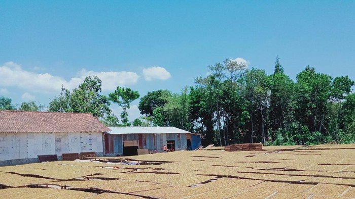 Dihantam Corona Harga Jual Tembakau Rajangan Klaten Anjlok Dihantam Corona Harga Jual Tembakau Rajangan Klaten Anjlok