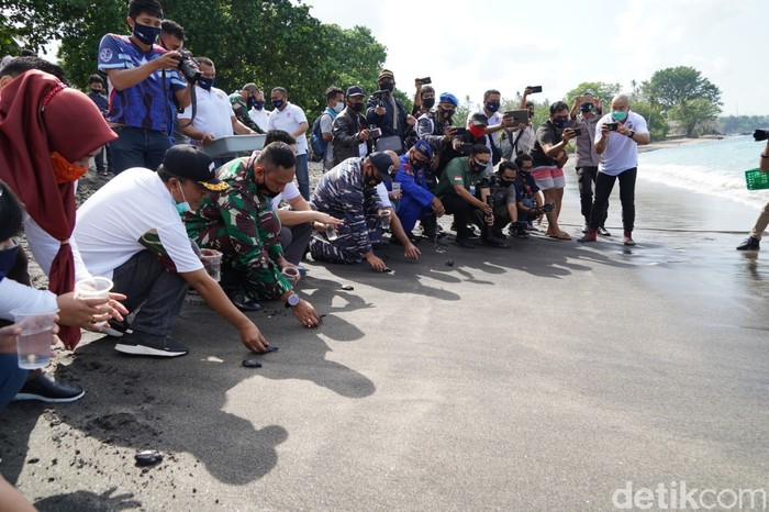 Peringati HUT ke-75, TNI menanam 750 terumbu karang dan melepas 200 ekor tukik (anak penyu) di Senggigi, Lombok. Tujuannya untuk menjaga ekosistem laut.