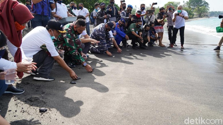 TNI Tanam 750 Terumbu Karang dan Lepas 200 Ekor Tukik di Lombok Peringati HUT ke-75, TNI menanam 750 terumbu karang dan melepas 200 ekor tukik (anak penyu) di Senggigi, Lombok. Tujuannya untuk menjaga ekosistem laut.