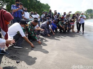 TNI Tanam 750 Terumbu Karang dan Lepas 200 Ekor Tukik di Lombok