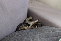 fotoinet tingkah konyol hewan