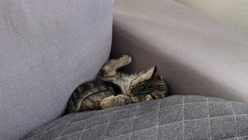 Tetap tidur meski posisinya terjatuh. Foto: Brightside