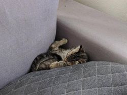 Tingkah Konyol Hewan yang Bikin Gemas