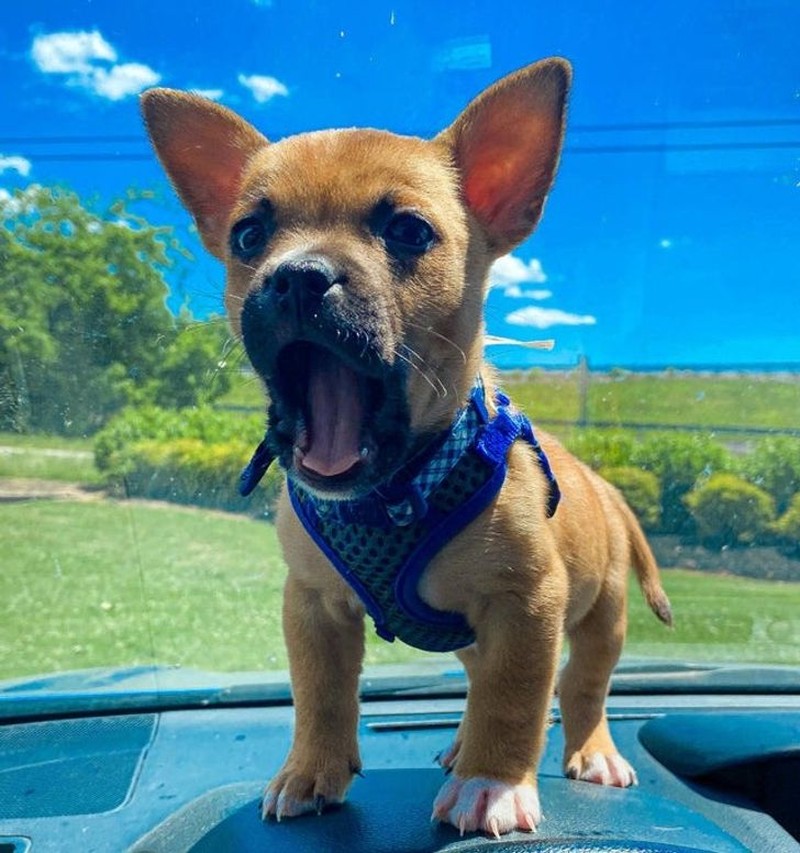 fotoinet tingkah konyol hewan