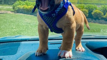 Anak anjing ini sudah menguasai ekspresi wajah-wajah aneh. Foto: Brightside