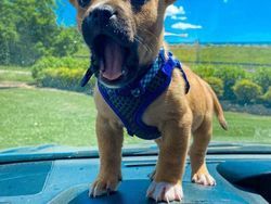 Tingkah Konyol Hewan yang Bikin Gemas