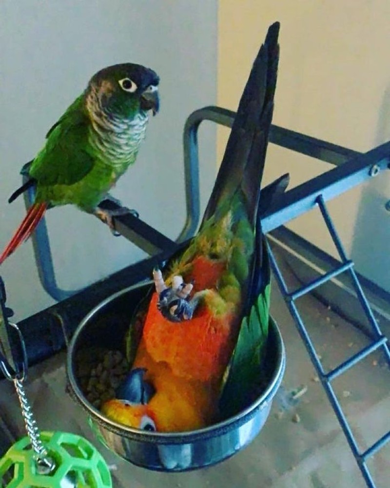 fotoinet tingkah konyol hewan