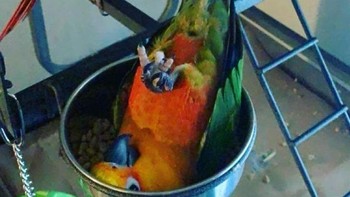 Kakatua sedang berakrobat. Foto: Brightside