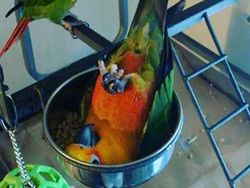 Tingkah Konyol Hewan yang Bikin Gemas