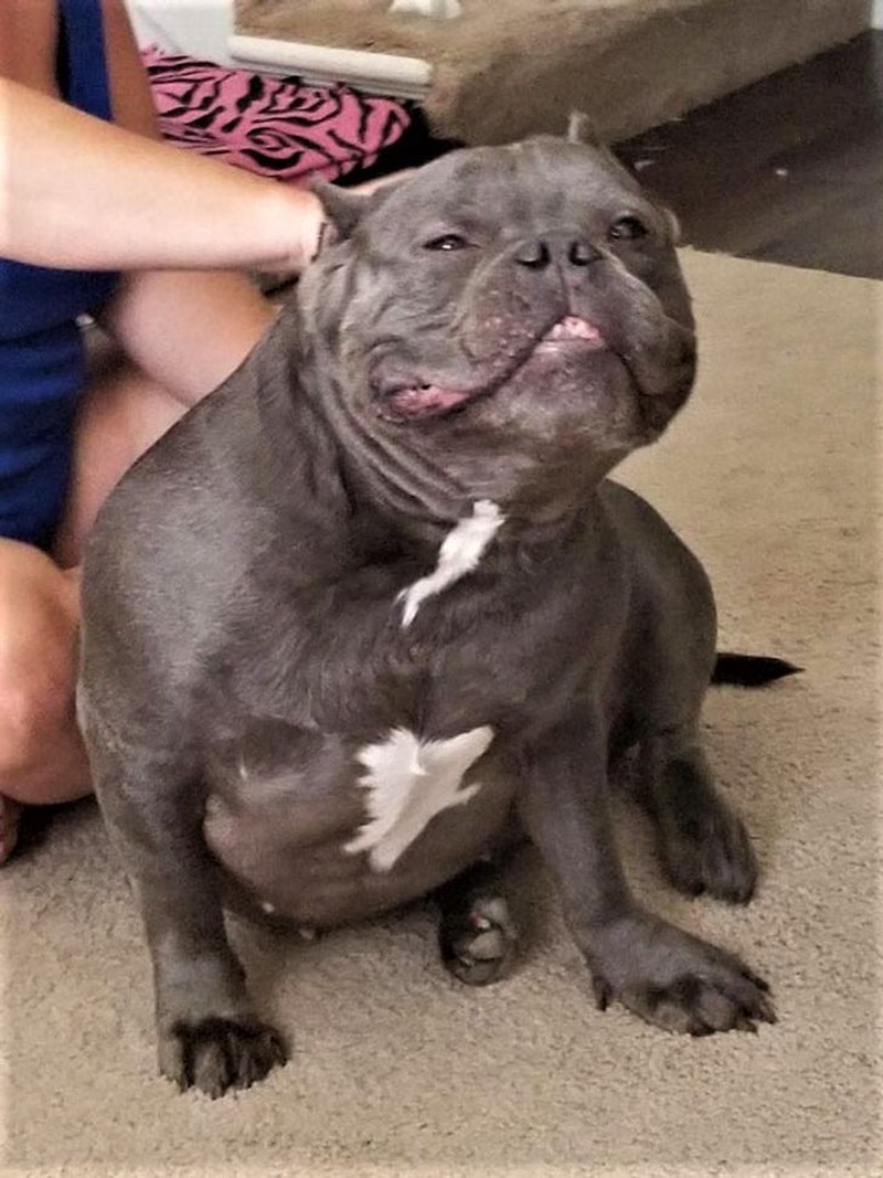 fotoinet tingkah konyol hewan