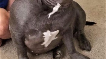 Anjing yang suka dielus-elus. Foto: Brightside