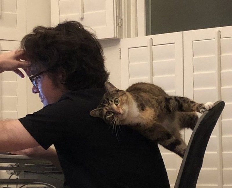 fotoinet tingkah konyol hewan