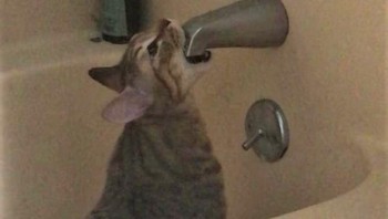 Sepertinya si kucing masih lapar. Foto: Brightside