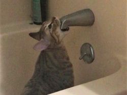 Tingkah Konyol Hewan yang Bikin Gemas