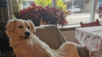 Anjing ini sangat suka duduk bersama majikannya di meja. Foto: Brightside