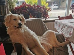 Tingkah Konyol Hewan yang Bikin Gemas