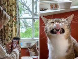 Tingkah Konyol Hewan yang Bikin Gemas