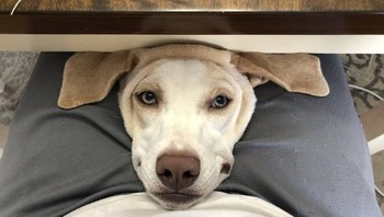 Setiap kali pemiliknya duduk untuk makan, anjing ini sering bertingkah seperti ini. Foto: Brightside