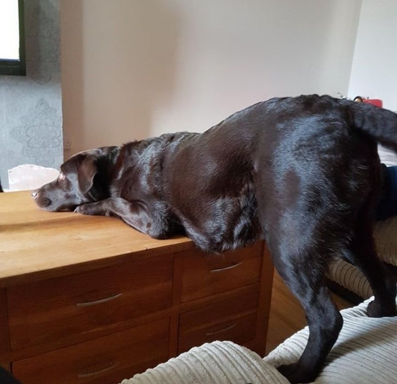 fotoinet tingkah konyol hewan