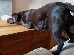 Tingkah Konyol Hewan yang Bikin Gemas