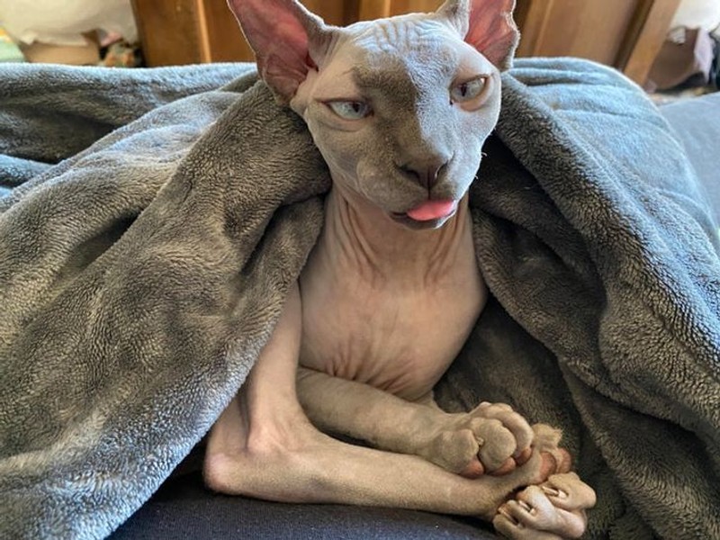 fotoinet tingkah konyol hewan