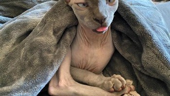 Ekspresi kucing ini menggemaskan ya. Foto: Brightside