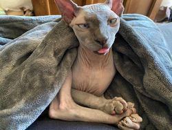 Tingkah Konyol Hewan yang Bikin Gemas