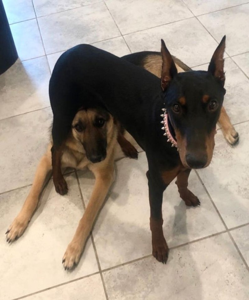 fotoinet tingkah konyol hewan