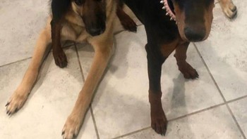 Dua anjing yang sedang bertingkah konyol. Foto: Brightside