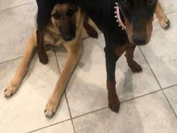 Tingkah Konyol Hewan yang Bikin Gemas