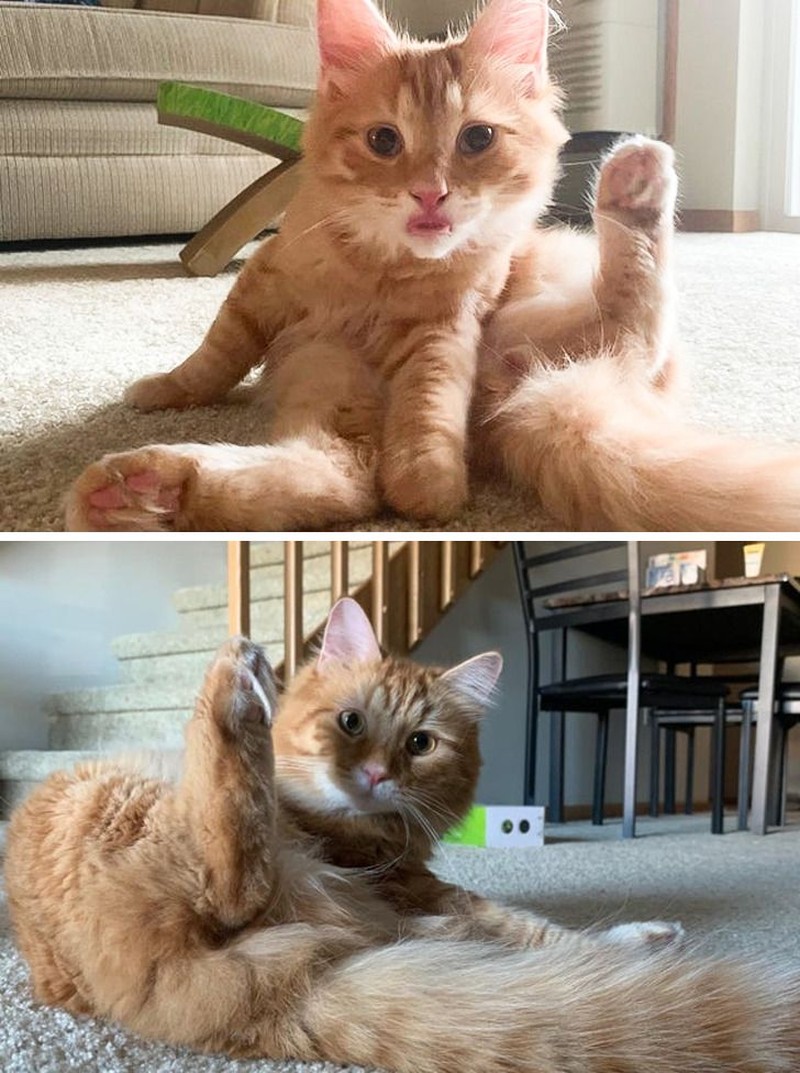 fotoinet tingkah konyol hewan