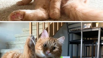 Gaya andalan si kucing jika difoto. Foto: Brightside