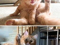 Tingkah Konyol Hewan yang Bikin Gemas