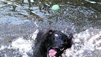 Saat dibawa ke sungai anjing ini bertingka aneh. Foto: Brightside